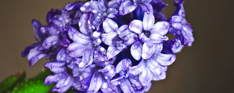 风信子花败后怎么处理(风信子花败后如何处理)