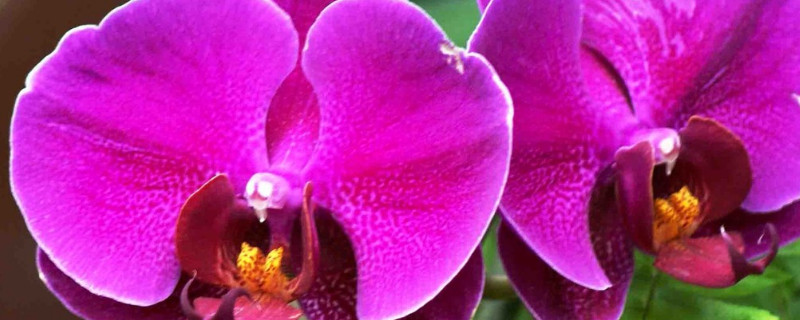 蝴蝶兰浇水过多烂根怎么治（蝴蝶兰烂根以后怎么办）