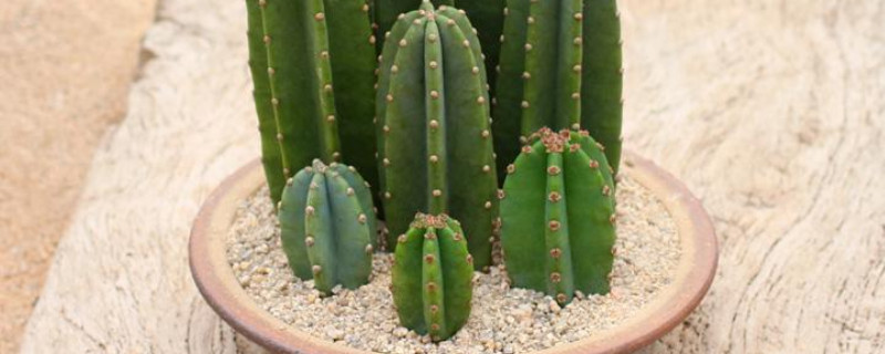 仙人掌盆栽怎么养 仙人掌盆栽怎么养护