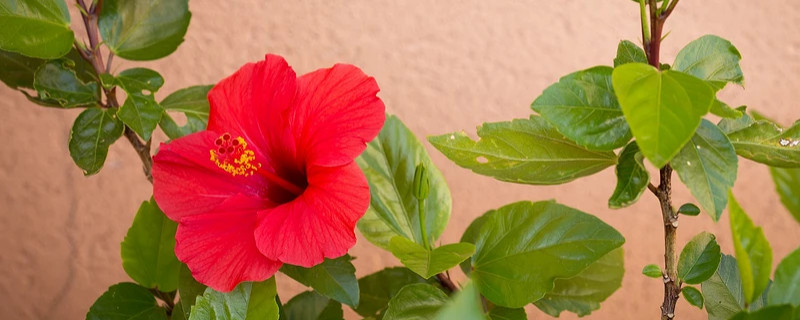 芙蓉花不长是什么原因（芙蓉花开不大是什么原因呢）