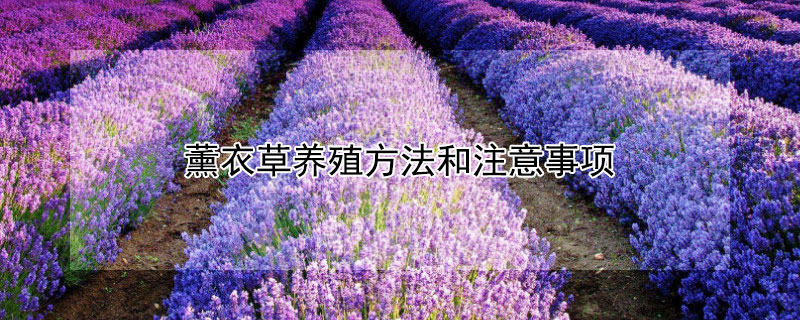 薰衣草养殖方法和注意事项 薰衣草的种植和注意事项