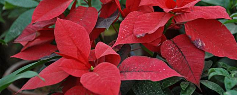 一品红叶子焉了怎么办（一品红叶子蔫了怎么办）