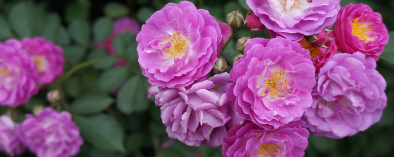 蔷薇花有毒吗 蔷薇花有毒吗能在屋里养吗