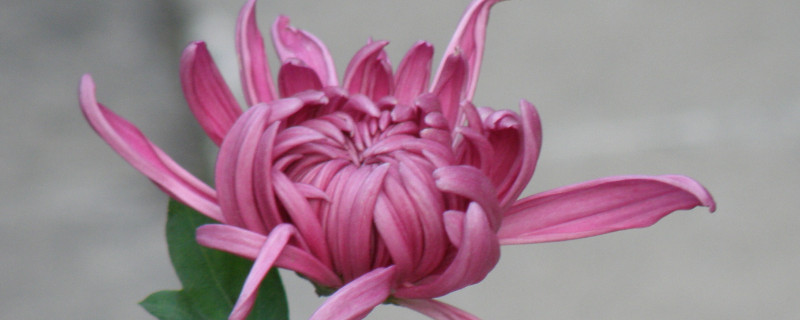 菊花长蚜虫了怎么处理（菊花长蚜虫了怎么治）