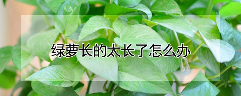绿萝长的太长了怎么办（绿萝长长了怎么办?）
