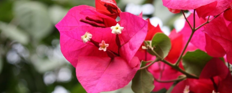 三角梅能在室内养吗 三角梅能在室内养吗?