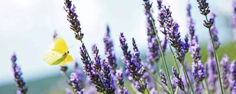 薰衣草怎么养（薰衣草怎么养 盆栽）