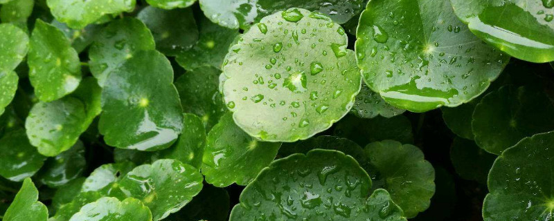 铜钱草叶子发黄怎么办（水养的铜钱草叶子发黄怎么办）