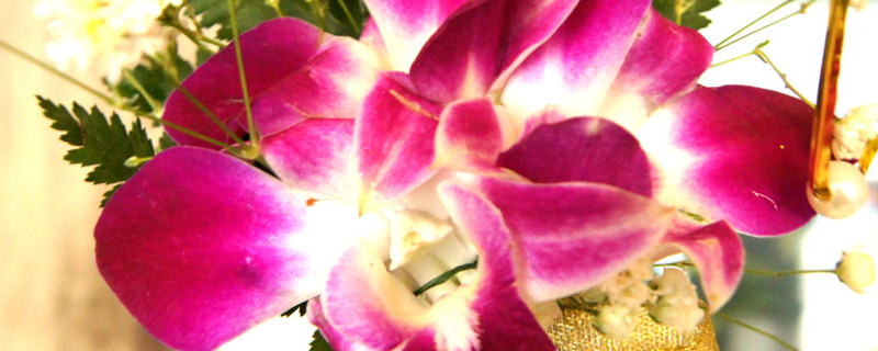 仙客来怎么修剪 仙客来怎么修剪残花