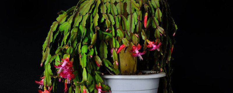 蟹爪兰的花苞还没开就蔫了怎么回事 蟹爪兰有花苞了没开就蔫了怎么回事