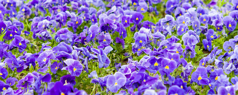 紫罗兰花冬天怎么养（紫罗兰花冬天应怎么保养）