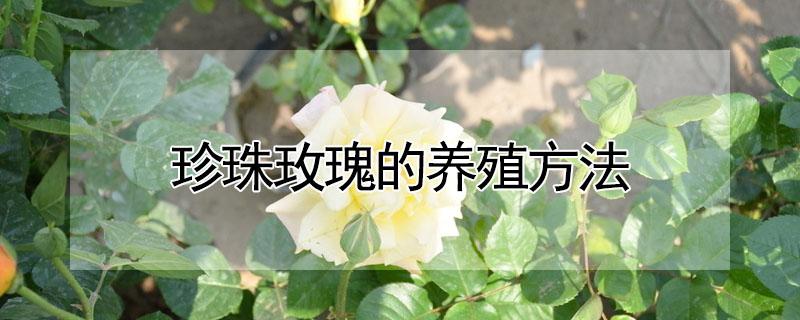 珍珠玫瑰的养殖方法（珍珠玫瑰能养活吗）