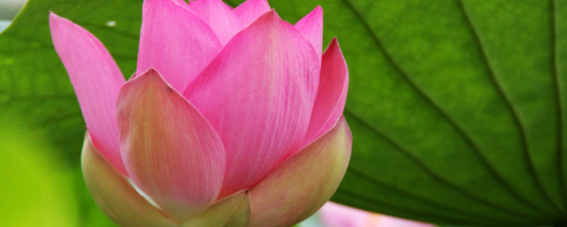 养殖荷花不用水可以吗（荷花能用水养吗）