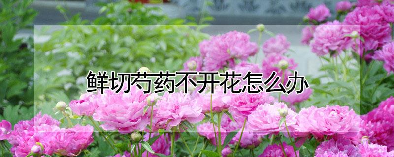 鲜切芍药不开花怎么办（鲜切芍药为什么不开花）