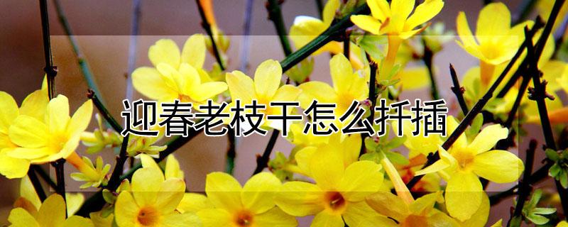 迎春老枝干怎么扦插 迎春花扦插方法