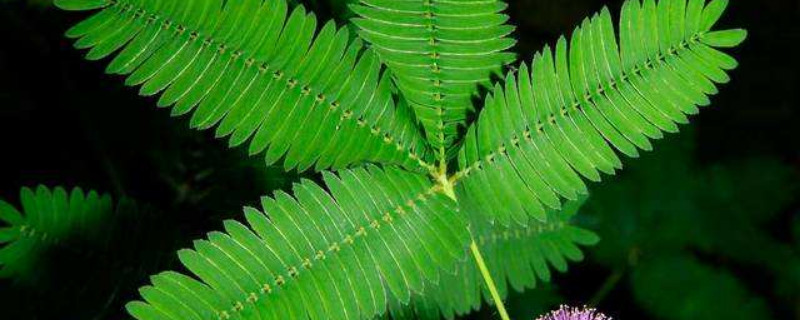 含羞草能活多久 含羞草能活多久?