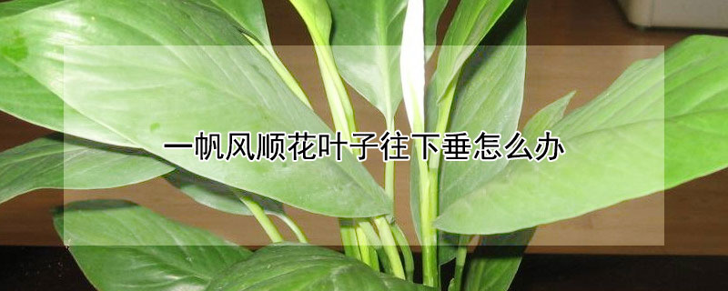 一帆风顺花叶子往下垂怎么办（一帆风顺花叶子下垂怎么回事）