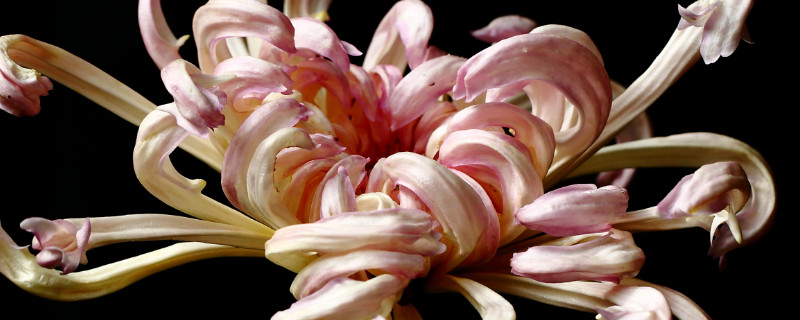 菊花是什么颜色(菊花是什么颜色的)