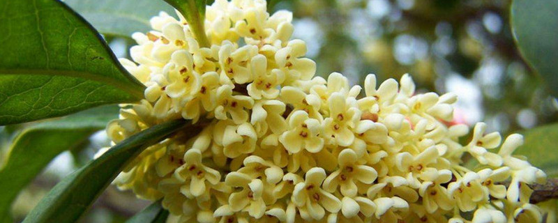 桂花树烂根的表现（桂花树根部腐烂怎么办）