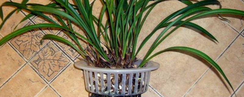 兰花水培怎么养殖（兰花水培怎么养殖方法）