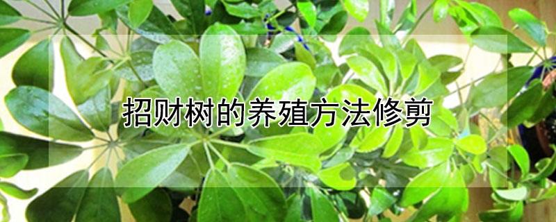招财树的养殖方法修剪 招财树的养殖方法和修剪