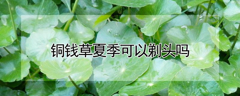铜钱草夏季可以剃头吗 夏天可以修剪铜钱草吗