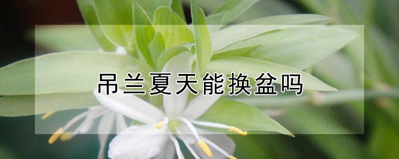吊兰夏天能换盆吗(吊兰冬季换盆好吗)