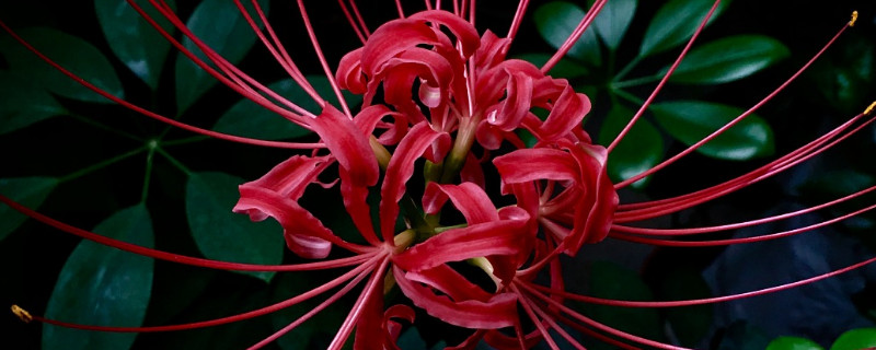 彼岸花养在什么地方(彼岸花到底能不能养)