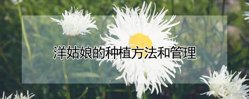 洋姑娘的种植方法和管理（洋姑娘的种植方法和管理株距和行距）