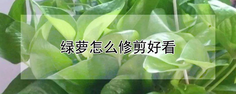 绿萝怎么修剪好看（绿萝怎样剪修）