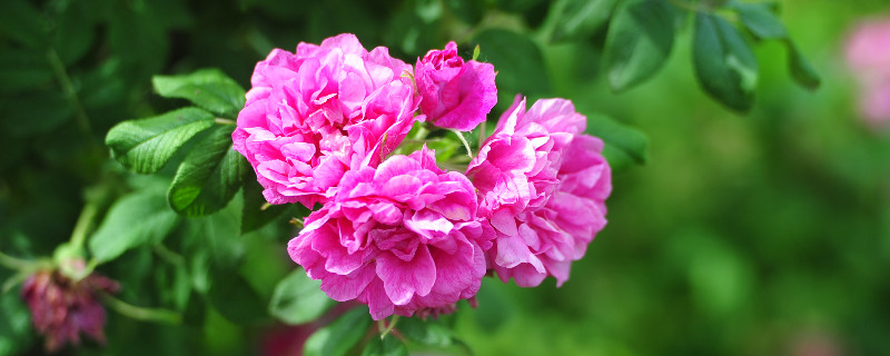 蔷薇花怎么修剪 蔷薇花怎么修剪才能秋季开花