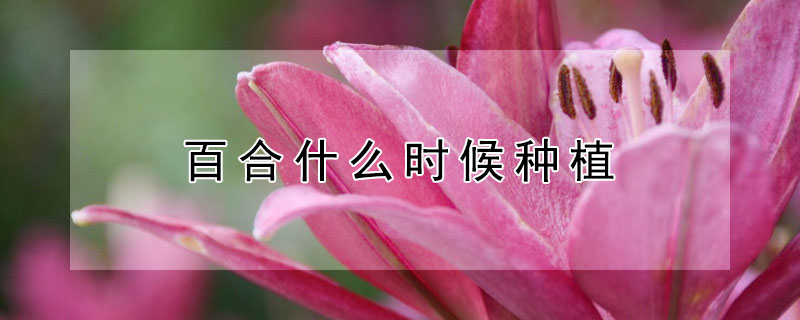 百合什么时候种植（亚洲百合什么时候种植）