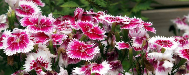 康乃馨花枝条可以放水里吗 康乃馨花枝在水里可以养多久