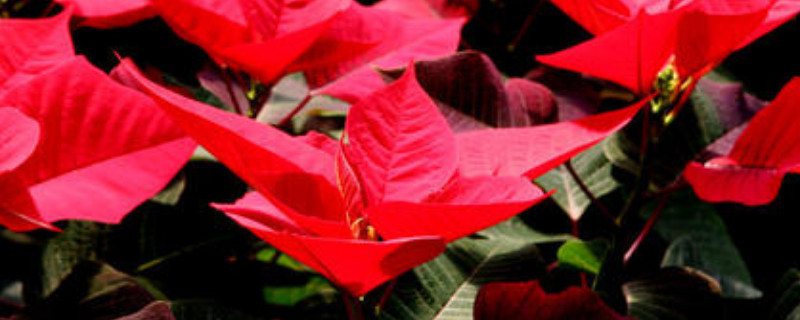 一品红的红叶子是花吗 一品红为啥不长红叶子