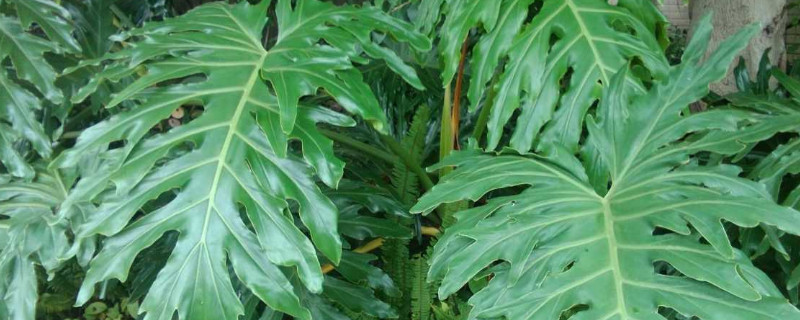 龟背竹冬天怎么养护(龟背竹冬天怎样养护)