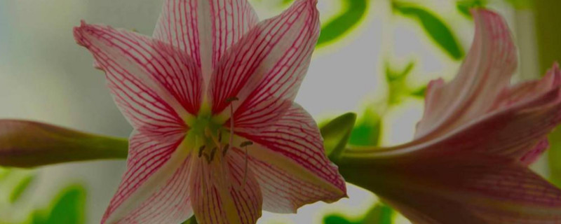 朱顶红花期多长 花期长的朱顶红