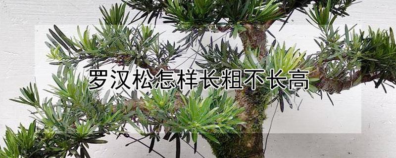 罗汉松怎样长粗不长高 罗汉松如何长粗壮