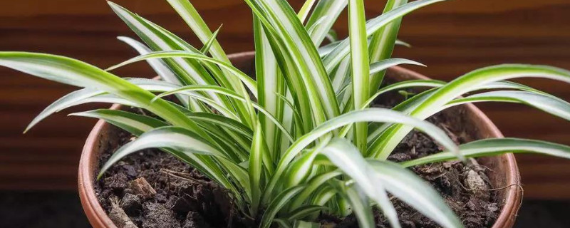 怎么让吊兰一颗发一盆 金边吊兰怎么养