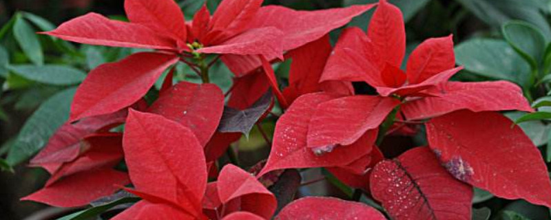 一品红能放室内吗 一品红能放室内吗一品红喜欢酸性还是碱性