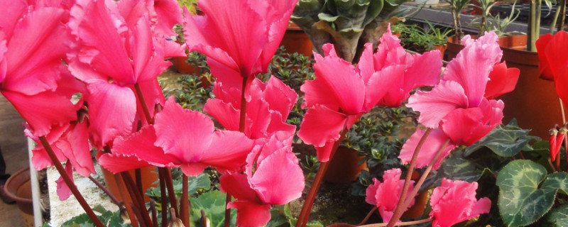 仙客来用深盆好还是浅盆好 仙客来适合大盆还是小盆