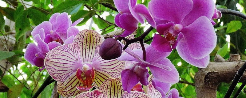 蝴蝶兰水养能开花吗（蝴蝶兰水养能活多长时间）