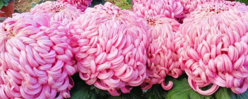 菊花根冬天怎么储存好（菊花是靠根过冬的吗）