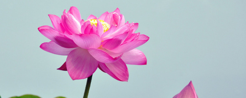 荷花怎么种 荷花种植