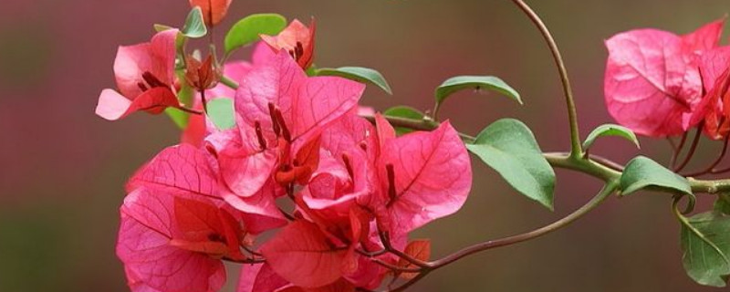 三角梅需要修剪枝吗（三角梅需要剪枝吗?）