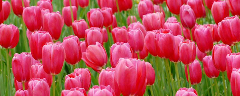 郁金香没有土怎么养活 郁金香能种土里吗