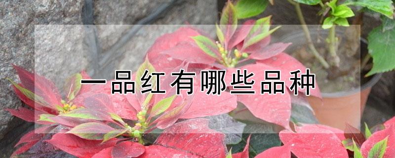 一品红有哪些品种（一品红的介绍）