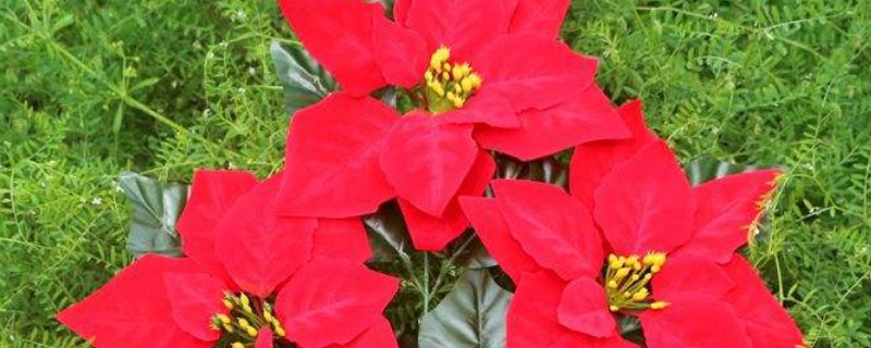 一品红耐寒多少度 一品红能耐多少度低温