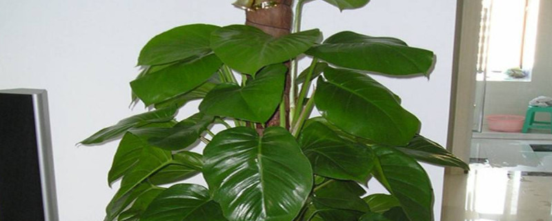 大叶绿萝怎么浇棕柱（大叶绿萝棕柱怎么浇水）