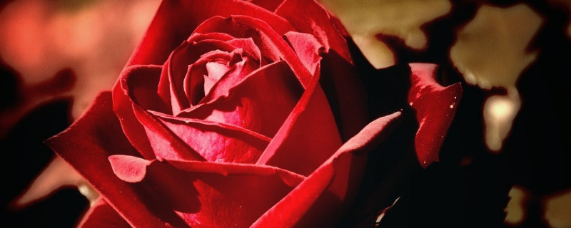 玫瑰花怎么养水里 玫瑰花怎么养水里放盐