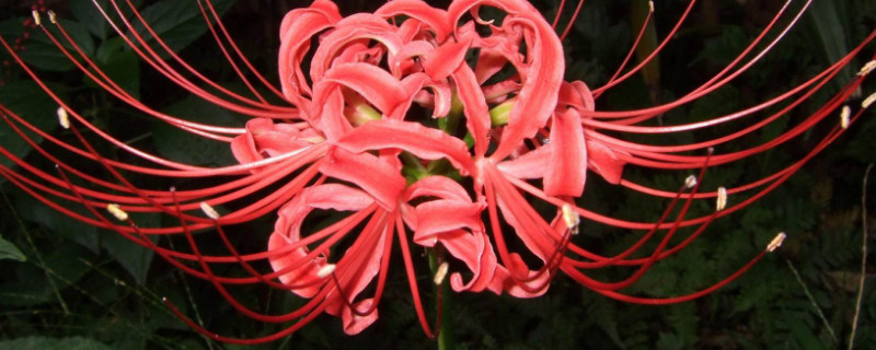 彼岸花冬天会不会发芽 彼岸花冬天休眠吗